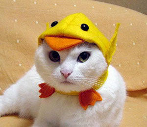 Catduckhat.jpg