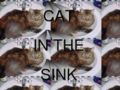 Catinthesink.jpg